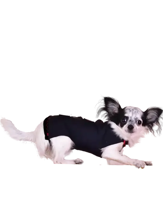 WinPet  WİNPET PLUS XXS - Gorsel 8