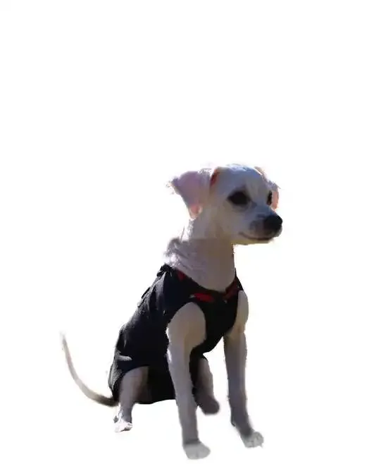 WinPet  WİNPET PLUS XXS - Gorsel 6