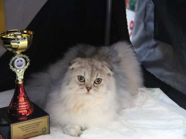 WinPet Cat Show Bosphorus Pearl 011 1024x695