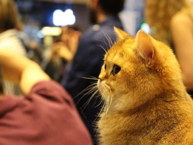 WinPet Cat Show Bosphorus Pearl 017 1024x695