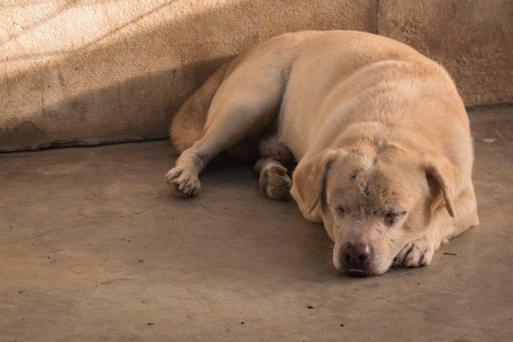 3- KÖPEKLERDE DERİ TÜMÖRÜ