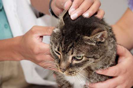 Kedilerde Goz Enfeksiyonu Tedavisi Nasil Yapilir Aciklamalari Okuyun Youtube